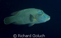 "Abbah" Napoleon Wrasse in Palau by Richard Goluch 